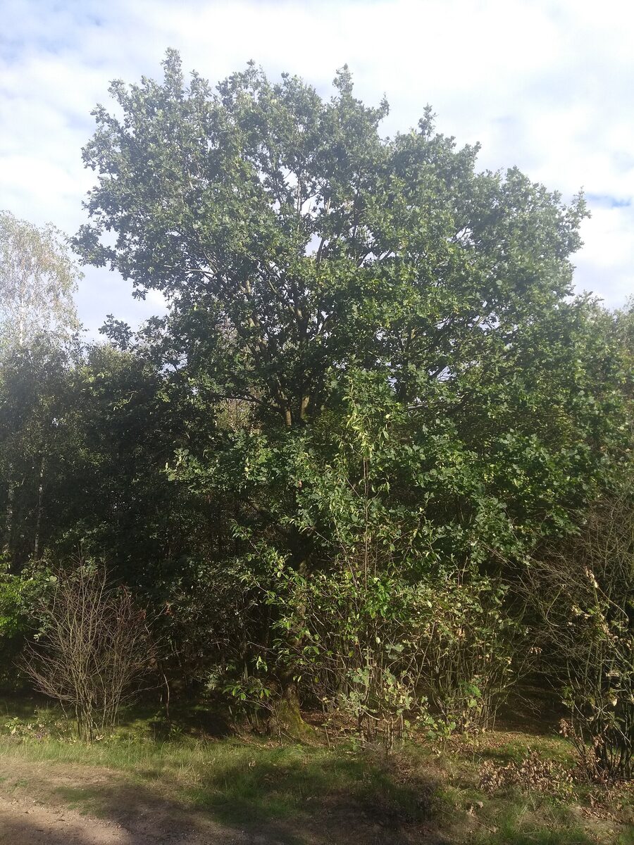 Begraafplaats Woensberg in Blaricum, begraafplaats voor een afscheid of uitvaart
